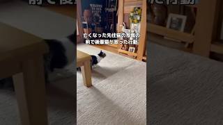 こはくにはわらびが見えるの?見えるなら母ちゃんにも教えてほしい #先住猫 #後輩猫 #初盆 #shorts
