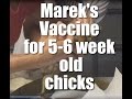 Administering Marek's vaccine to 5-6 week old chickens