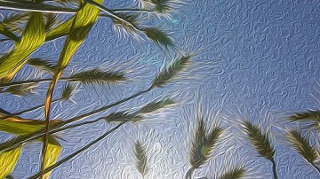 Photoshop : Oil Paint Effect