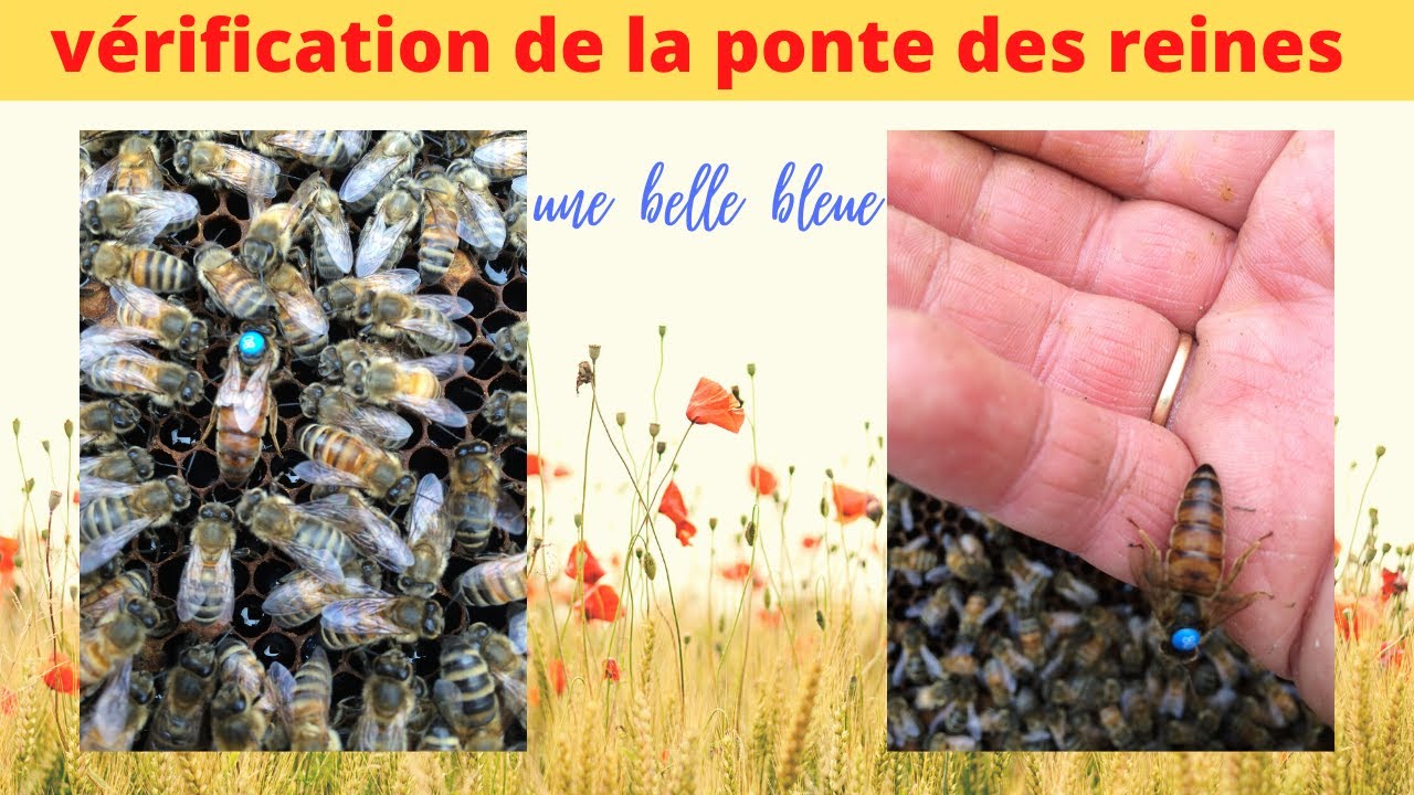 vérification de la ponte des reines après 20 jours