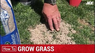 How To Grow Grass - Ace Hardware