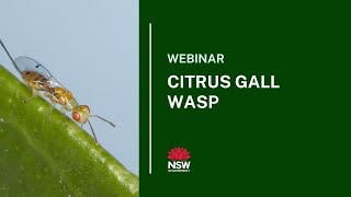 WEBINAR: Citrus Gall Wasp
