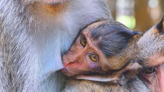 Haha Evlyna Fasting Drinking Fresh Milk Monkey-10K