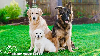 Relaxing Music For Dogs💖🐶Anti Separation Anxiety Relief🐶💖Pet music🎵 Deep Sleep🐶