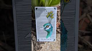 The Wild Unknown Animal Spirit Card - Peacock Card Of The Day #oracle #tarot #message #bird #beauty