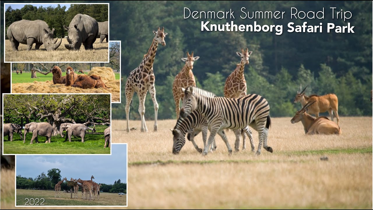 SAFARI PARK TOUR 2022 || Denmark ZOO 