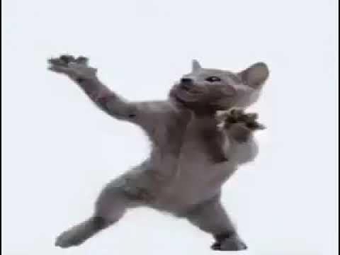 the cat momichis corp song - YouTube