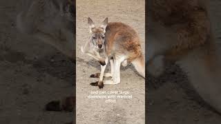 Kangaroo Kingdom Exploring the Marvels of Australia s Iconic Marsupial