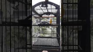 Download Lagu Kenari isian suara kuntilanak sereeeeemmm MP3