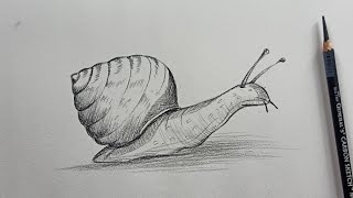 How to draw a snail step by step | Beginners drawing lesson