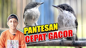 PERAWATAN BURUNG JINGJING BATU CEPAT GACOR