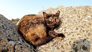 漁港に住む怖がりなサビ猫が軽快な動きで逃げ回る