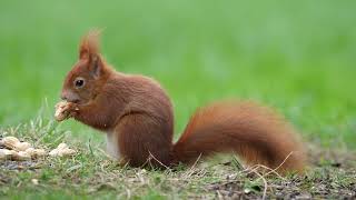 Squirrel with peanuts