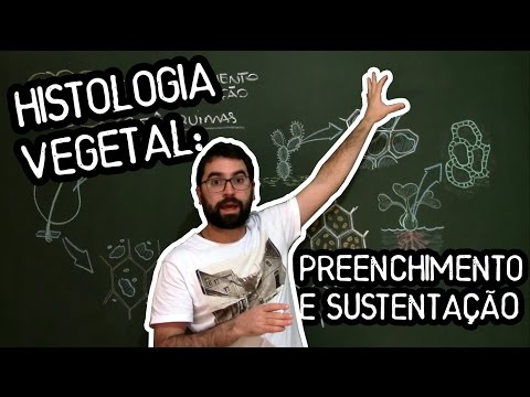 Vídeo: Diferença Entre Parênquima E Esclerênquima