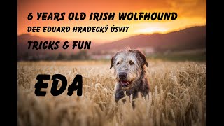 EDA  Tricks by 6 y.o. Irish Wolfhound!