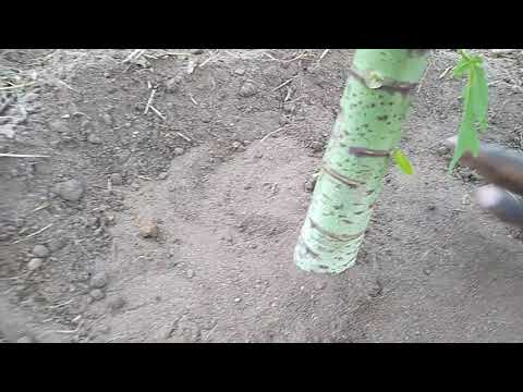 Utunzaji Wa Shamba La Mipapai Kipindi Cha Jua Kali