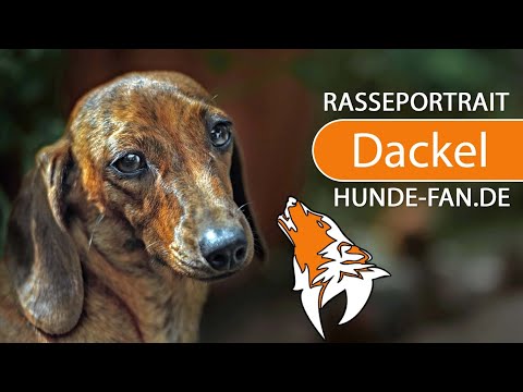 Video: Wie Dackelwelpen Aussehen