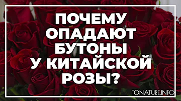 Почему опадают бутоны у китайской розы? | toNature.Info