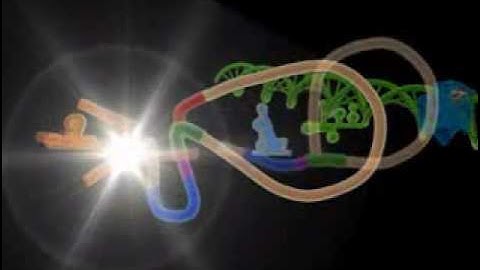 eukaryotic mRNA Transcription animation