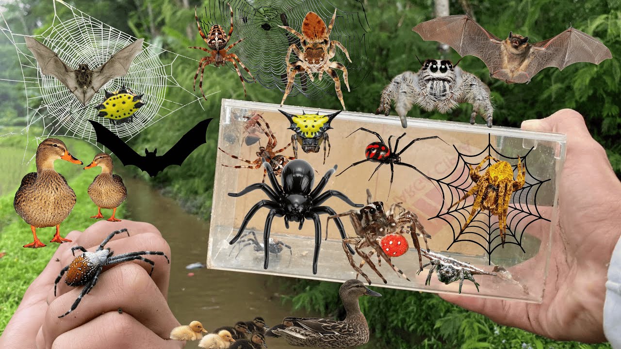 Hunting Top Spider In The WildLife !! Gagamba, Strawberry Spider ...