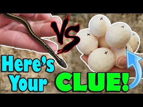What are Oviparous and Viviparous Snakes?