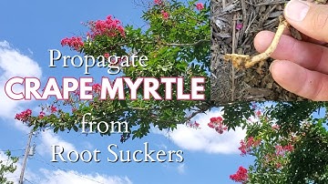 How to Propagate Crape Myrtle from Root Suckers