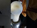 La vida del campo en república Dominicana, ordeñando las vacas, shorts.