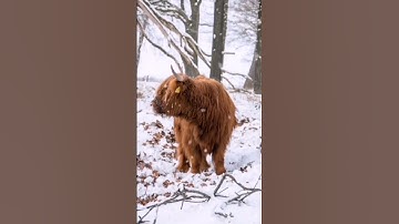 القارئ احمد خليل شاهين