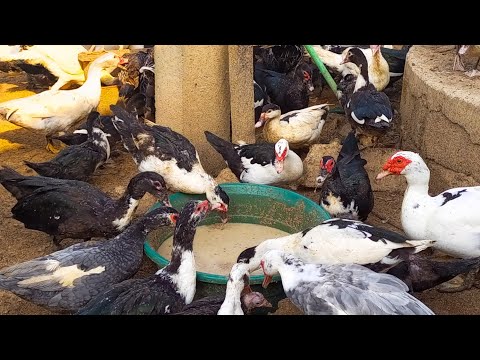 Vidéo: Comment prendre soin des canards par temps froid