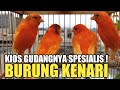 UPDATE HARGA BURUNG KENARI TERAKTUAL 2022 DI PASAR BURUNG PRAMUKA