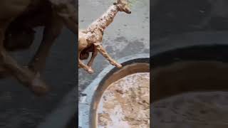 Satisfying Reverse Video Giraffe