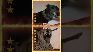 Greyhound Vs Cheetah