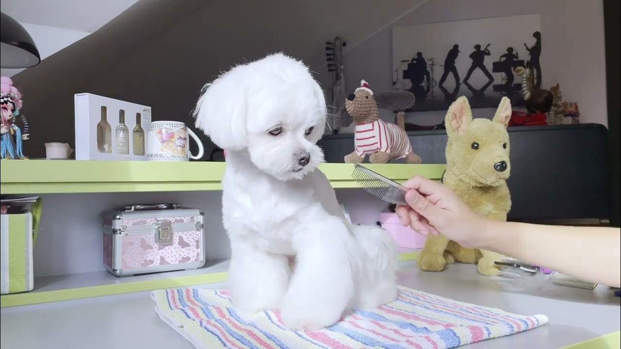 GROOMING MY MALTESE DOG, HOW TO KEEP HIS EYES STAINLESS? 👀 TIPS YouTube