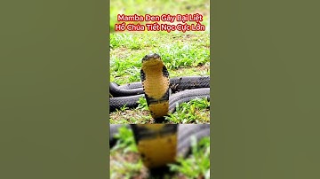 Rắn Hổ Mang Chúa Vs Rắn Mamba Đen, Loài Nào Độc Hơn? #shorts