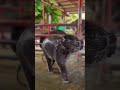 AMMA ANBU#elephant #mudumalainationalpark #elephantvideo #babylove #animalshorts