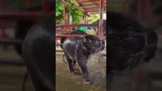 AMMA ANBU#elephant #mudumalainationalpark #elephantvideo #babylove #animalshorts