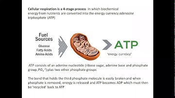Managing CFS/ME: a clinical approach