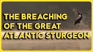 A Sturgeon Story - Official Teaser Trailer!