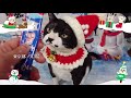 2019年冬募集ちゅ~るCM「メリークリスマス篇」(いなば食品グループ)