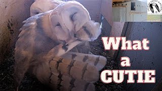 Barn Owl Nestling Care: Watching Feathers Being Groomed is Mesmerizing