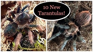 Unboxing 10 New Tarantulas! ~ Part 1 of 2