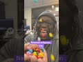 today is national jellybean day #reels #shorts #nationaljellybeanday #entertainment