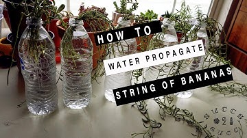How to Water Propagate String of Bananas