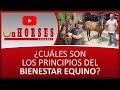 ¿CUÁLES SON LOS PRINCIPIOS DEL BIENESTAR EQUINO? | On HORSES CHANNEL | SANTIAGO TOBÓN