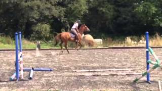 Chestnut Horse For Sale