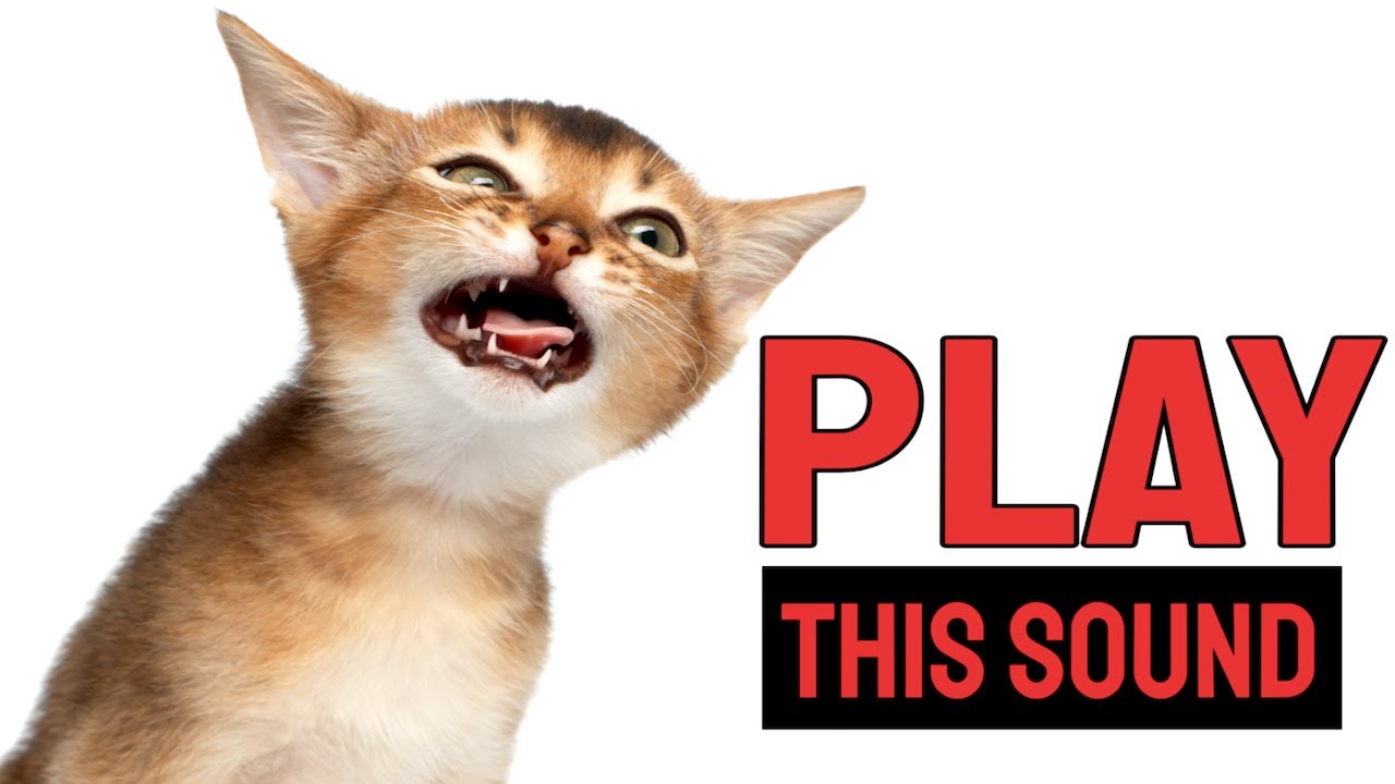 SOUNDS TO MAKE YOUR CAT COME NEAR TO YOU (100 GUARANTEED) YouTube