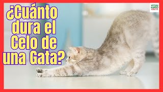 HOW LONG DOES THE HEALTH OF A CAT LAST?