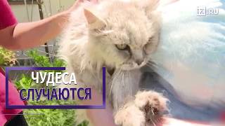 В Австралии кошка вернулась домой спустя 14 лет после пропажи В Австралии кошка вернулась домой спустя 14 лет после пропажи