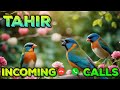 Tahir Name Ringtone Download | Tahir Caller Tune Mp3 | Latest Ringtone 2026