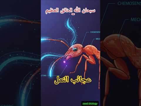 عجائب النمل جسم النملة